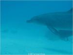 Delphin