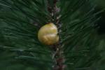 Schnecke im Baum