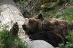 Alpenzoo Innsbruck Bär 