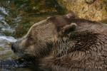 Alpenzoo Innsbruck Bär