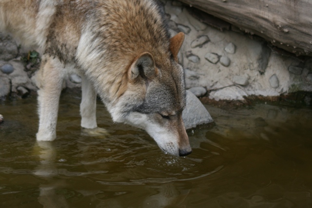 Alpenzoo Innsbruck Wolf 