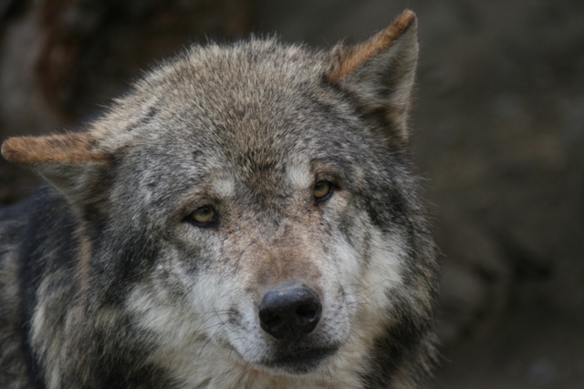 Alpenzoo Innsbruck Wolf