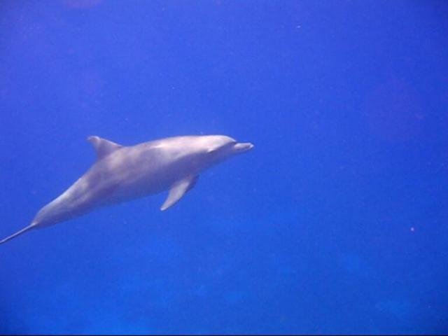 Indopazifische Große Tümmler (Tursiops aduncus)