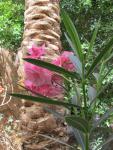 Palme und Oleander