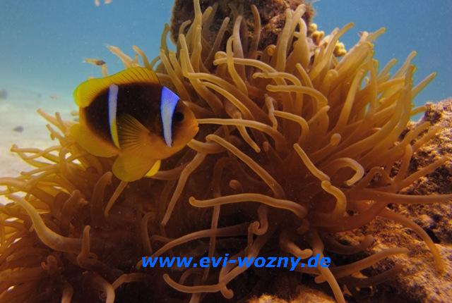 Anemonenfisch