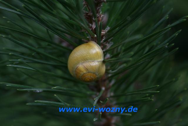 Schnecke im Baum