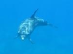 Delfin