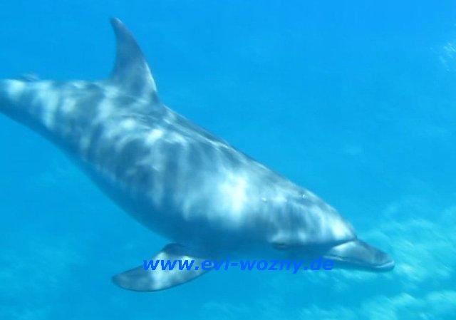 Delfin