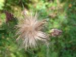 Distel