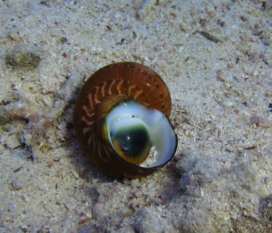 Meeresauge in ihrer Schnecke