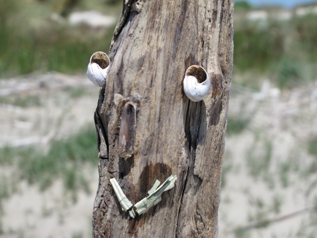 Camargue - Strand von Piémanson 