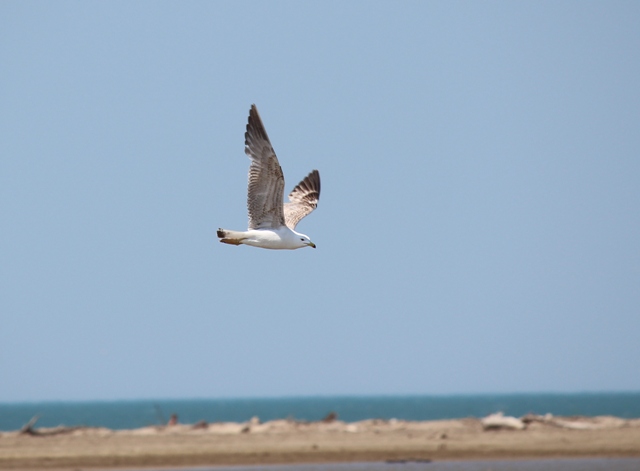 Camargue - Strand von Piémanson 