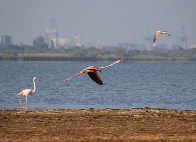 Camargue - Strand von Piémanson 