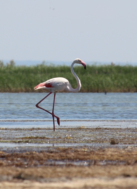 Camargue - Strand von Piémanson 