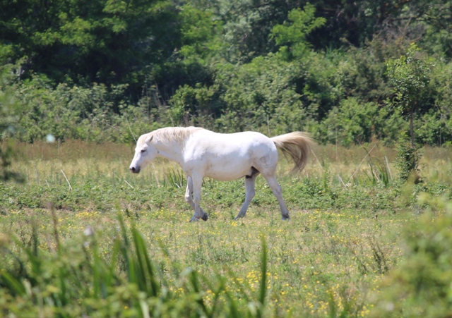 Camargue