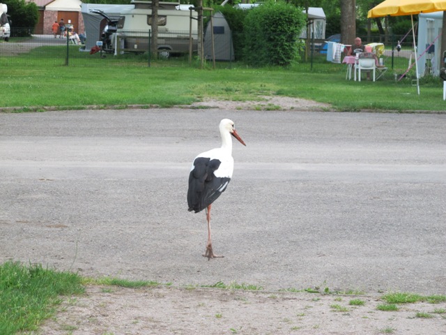 Storch