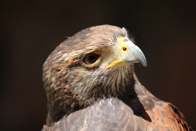 Volerie des Aigles - Falke