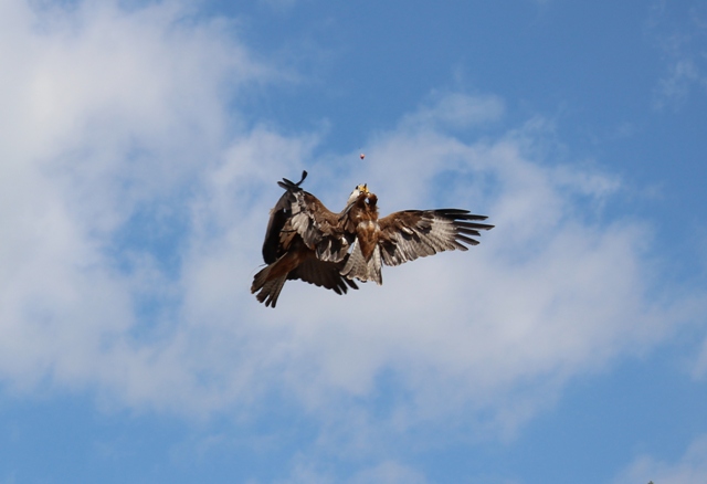 Volerie des Aigles - Flugshow