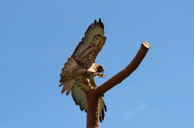 Volerie des Aigles