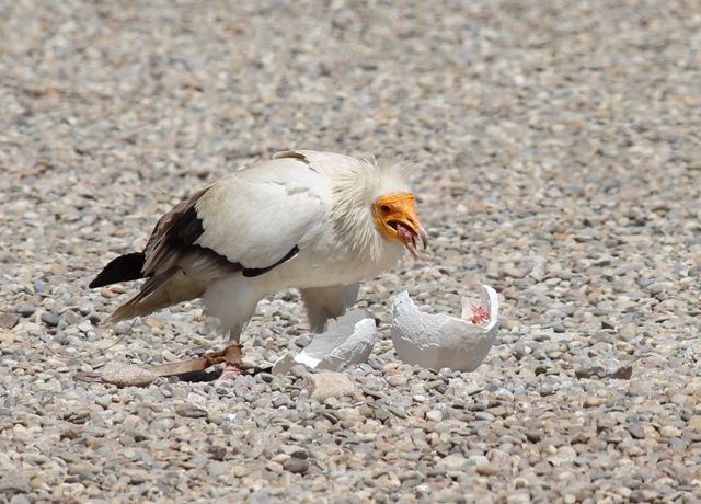 Volerie des Aigles