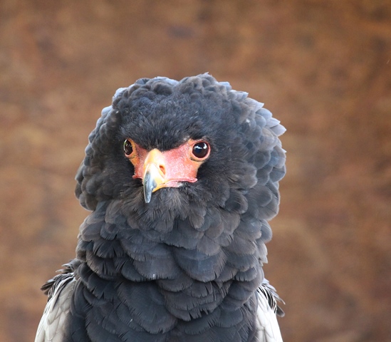 Volerie des Aigles