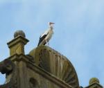 Rouffach - Storch